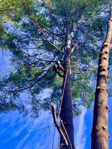 tree care Leicester nc